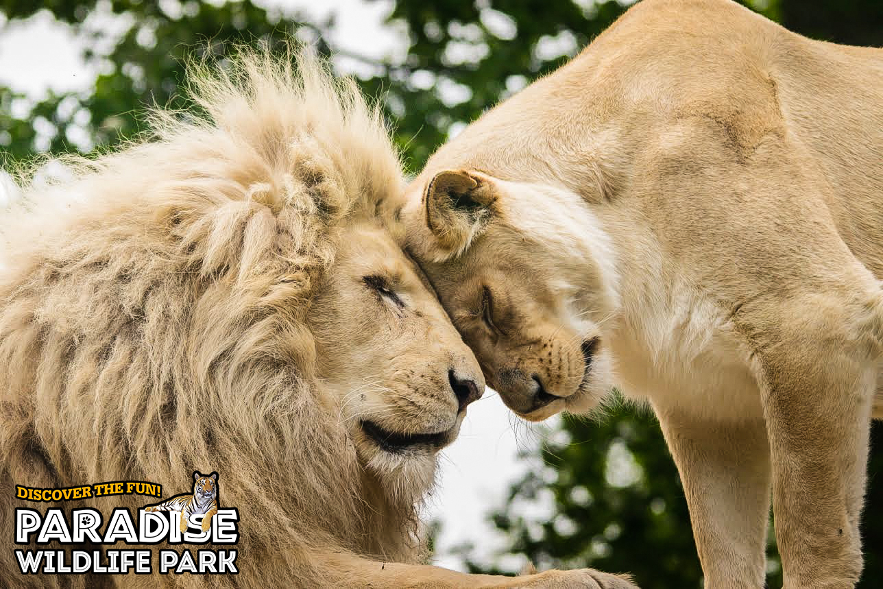 Paradise Wildlife Park, Natasha Jefferies