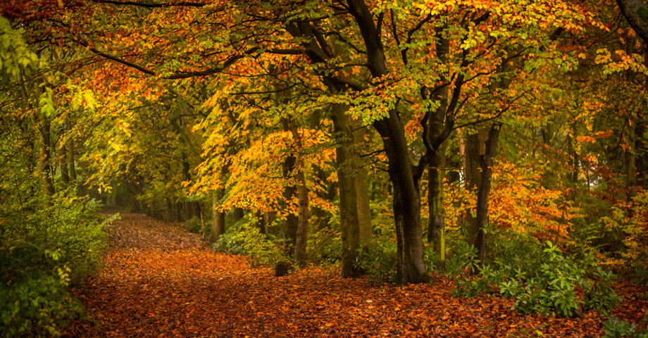 Natural Capital